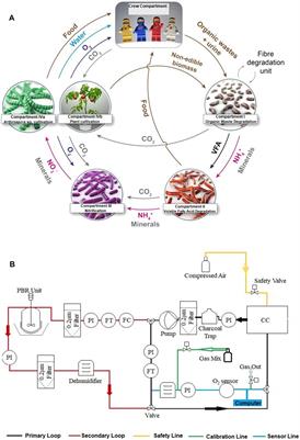 Ground Demonstration of the Use of Limnospira indica for Air Revitalization in a Bioregenerative Life-Support System Setup: Effect of Non-Nitrified Urine–Derived Nitrogen Sources